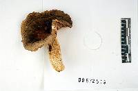 Russula heterophylla image