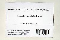 Russula luteofolia image