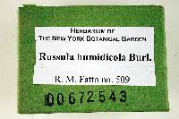 Russula humidicola image