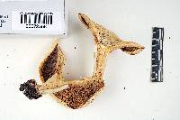 Russula inopina image