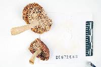 Russula incarnaticeps image