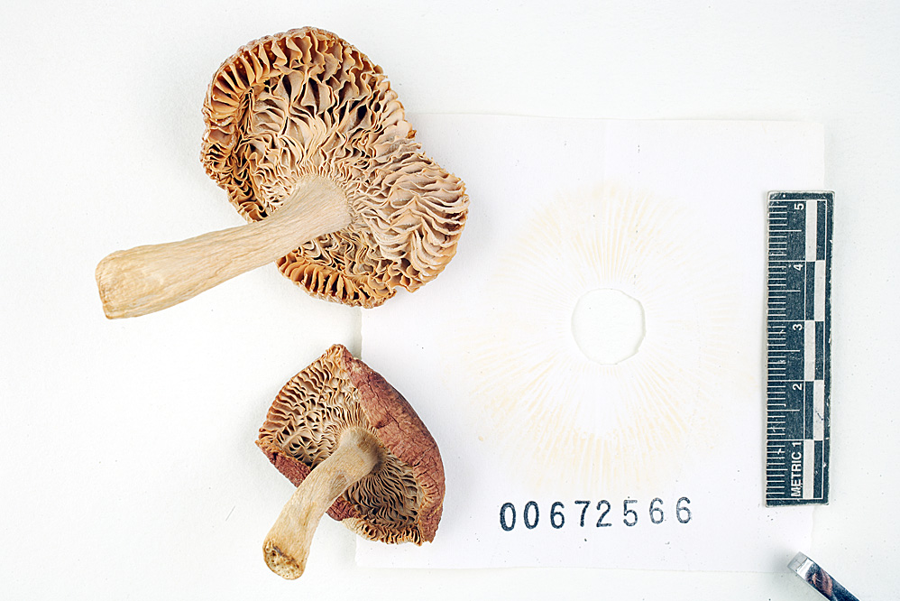 Russula incarnaticeps image