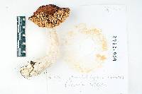 Russula integra image