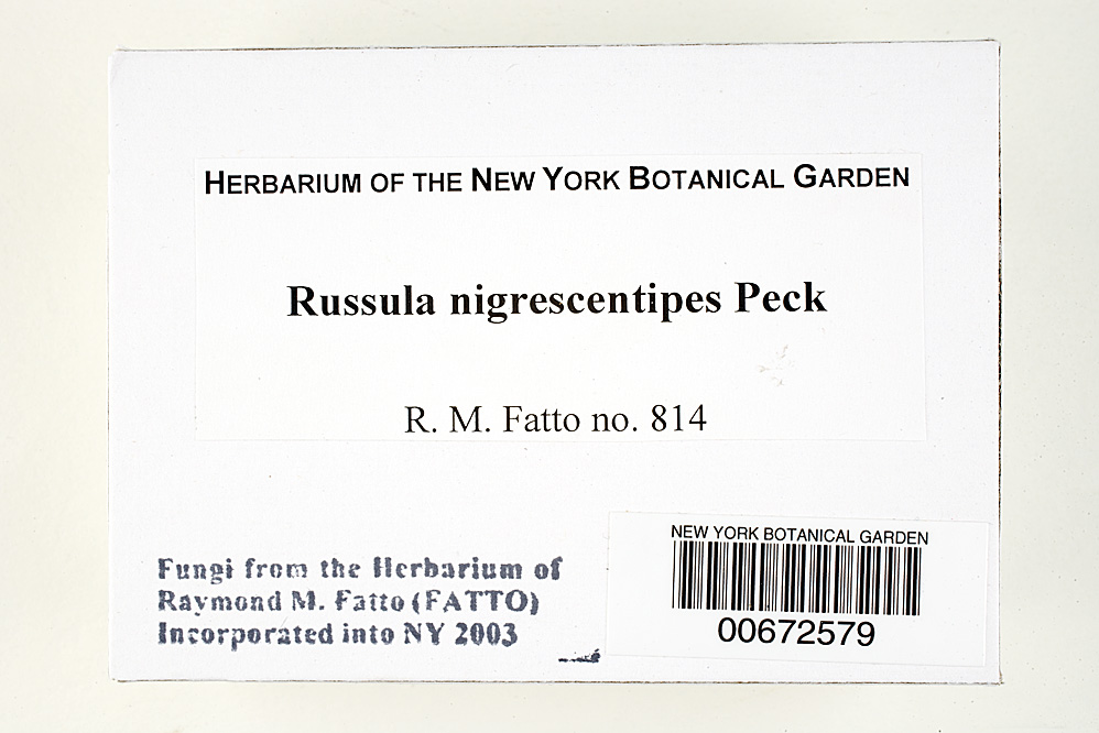 Russula nigrescentipes image