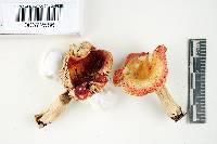 Russula montana image