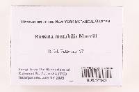 Russula mutabilis image