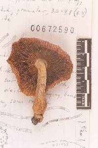 Russula mutabilis image