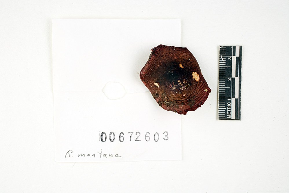 Russula montana image
