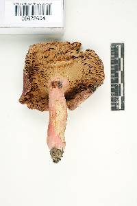 Russula ochrophylla image