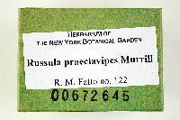 Russula praeclavipes image