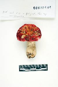 Russula pseudolepida image