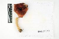 Russula praeclavipes image