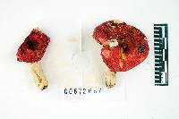 Russula pseudolepida image