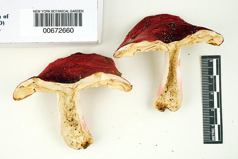 Russula pseudolepida image