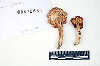 Russula pseudopeckii image