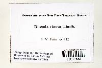 Russula vinosa image