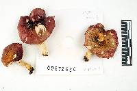 Russula vinacea image