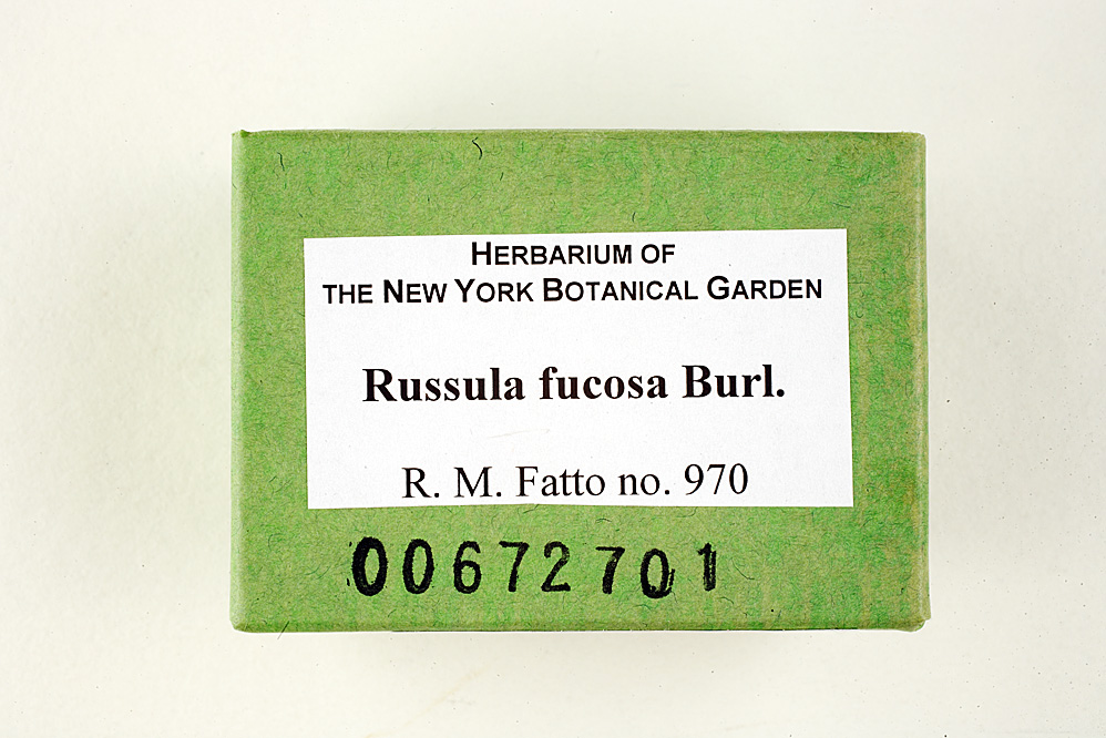 Russula fucosa image