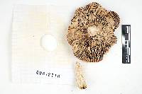 Russula gracilipes image