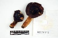 Russula purpurata image