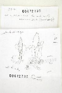 Russula xerampelina image