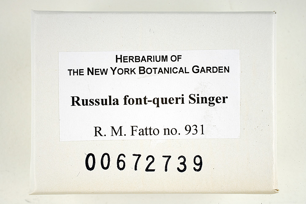 Russula font-queri image