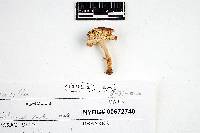 Russula pusilla image