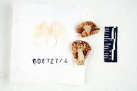 Russula pusilla image