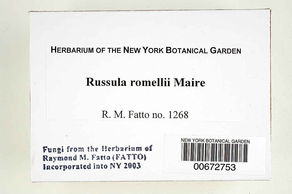 Russula romellii image