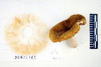 Russula romellii image