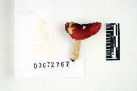 Russula humidicola image