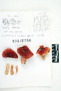 Russula subpunctata image