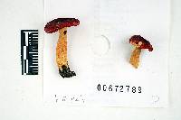 Russula subpunctata image