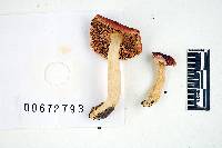 Russula humidicola image