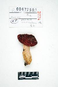 Russula cochisei image