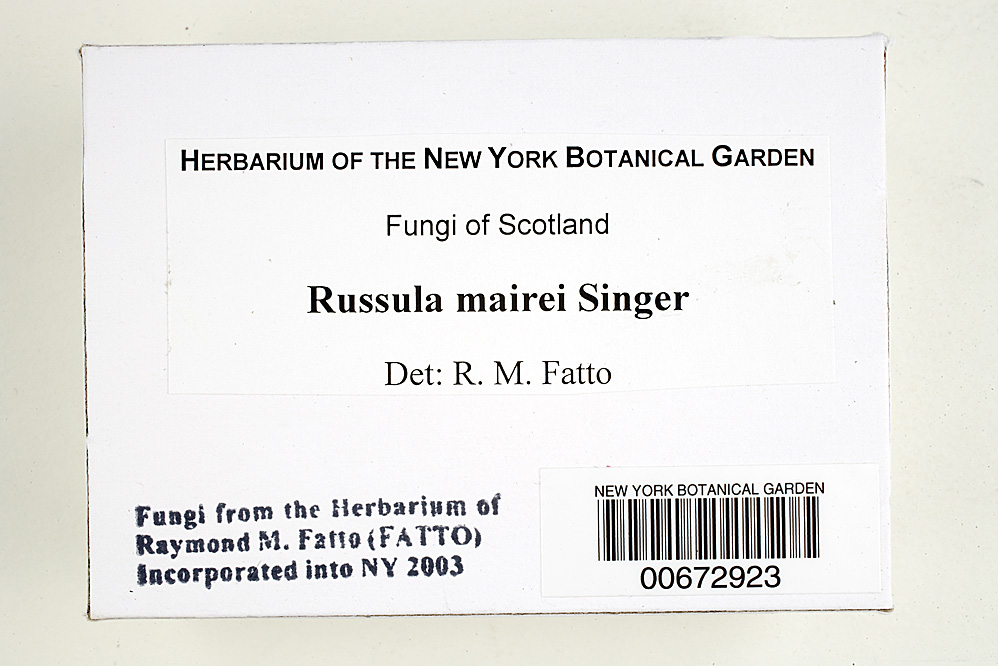 Russula mairei image