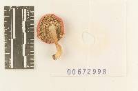 Russula pulchra image