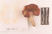 Russula rubescens image