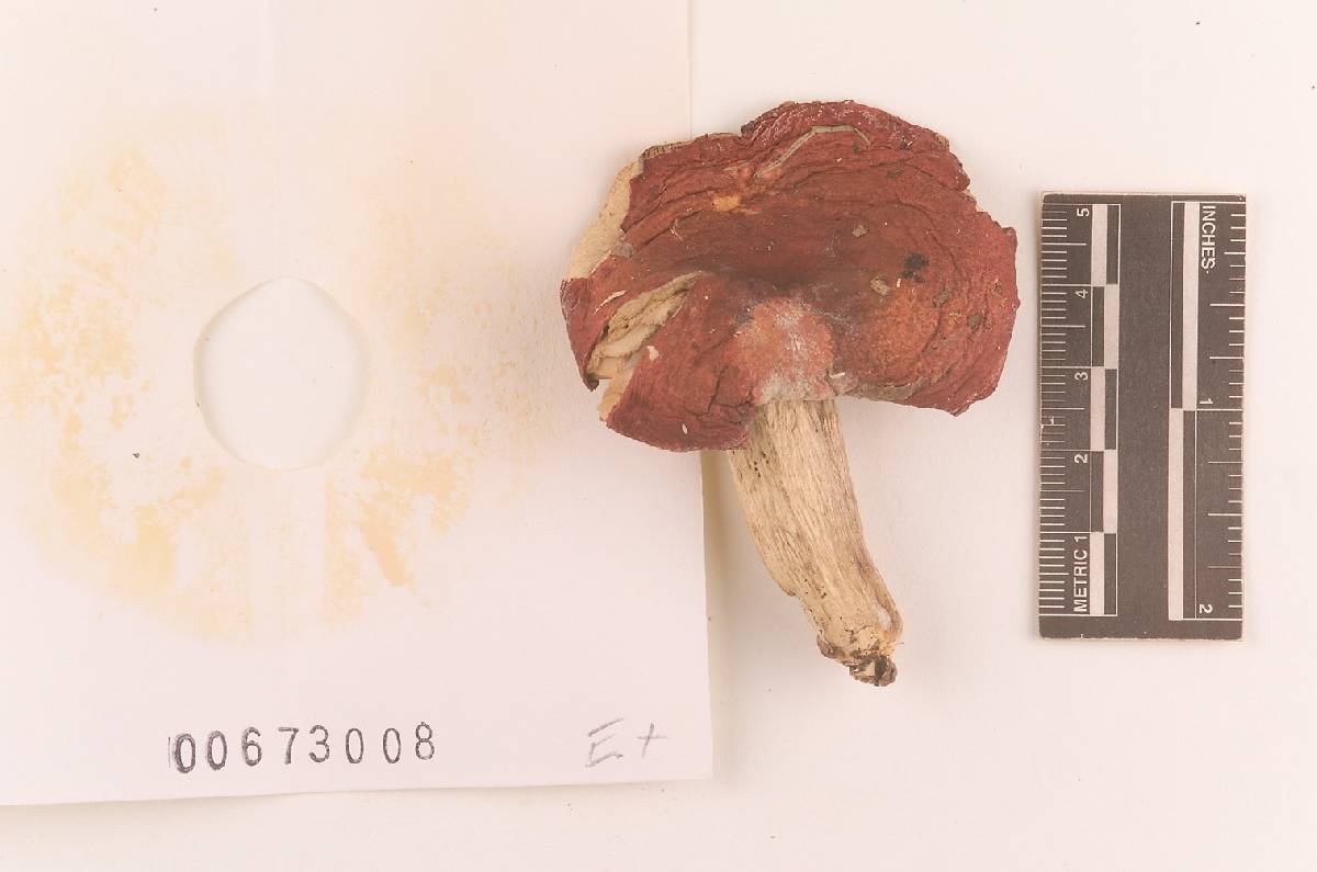 Russula rubescens image