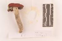 Russula rubriceps image