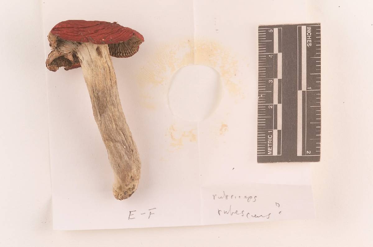 Russula rubriceps image