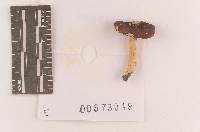 Russula puellaris image