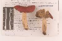 Russula rubescens image