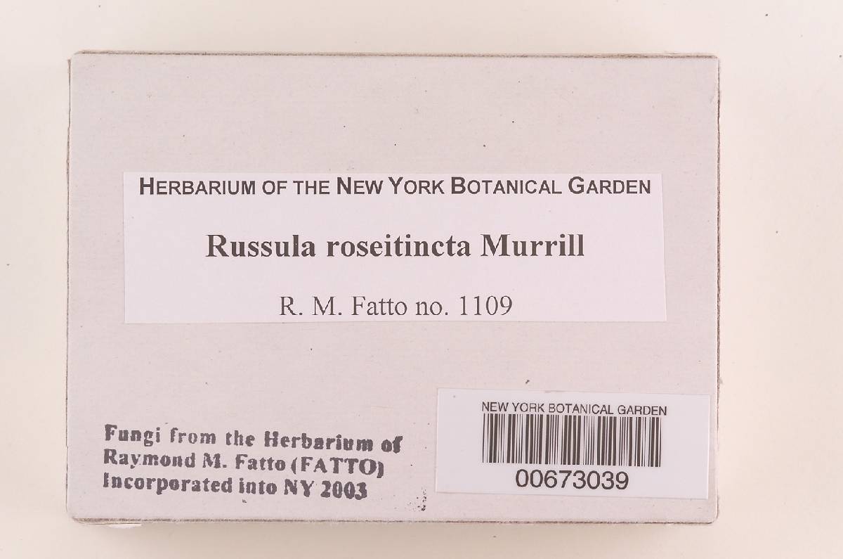 Russula roseitincta image