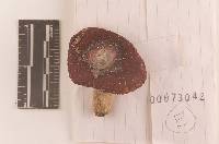 Russula rubriceps image