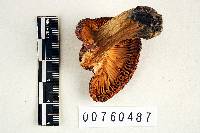 Russula pinophila image