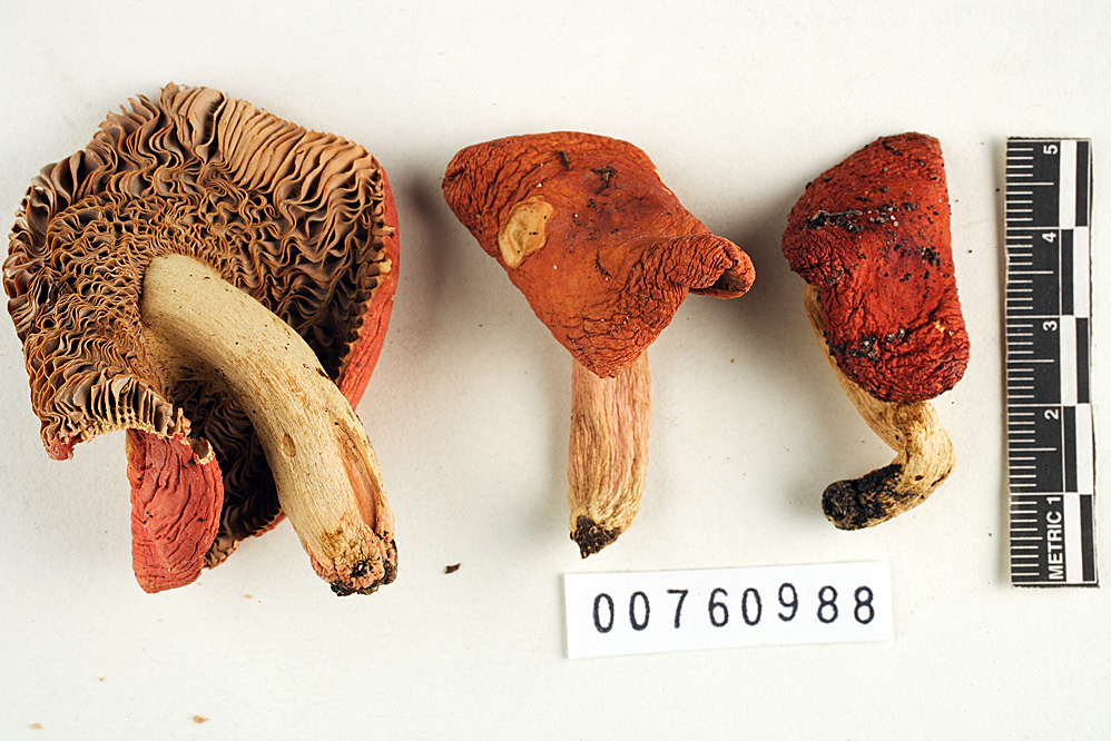 Russula subfragiliformis image