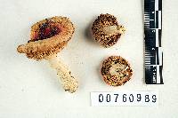 Russula subochrophylla image