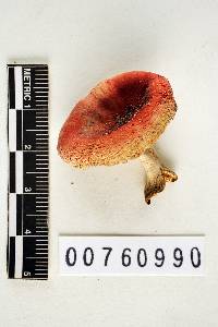 Russula subochrophylla image