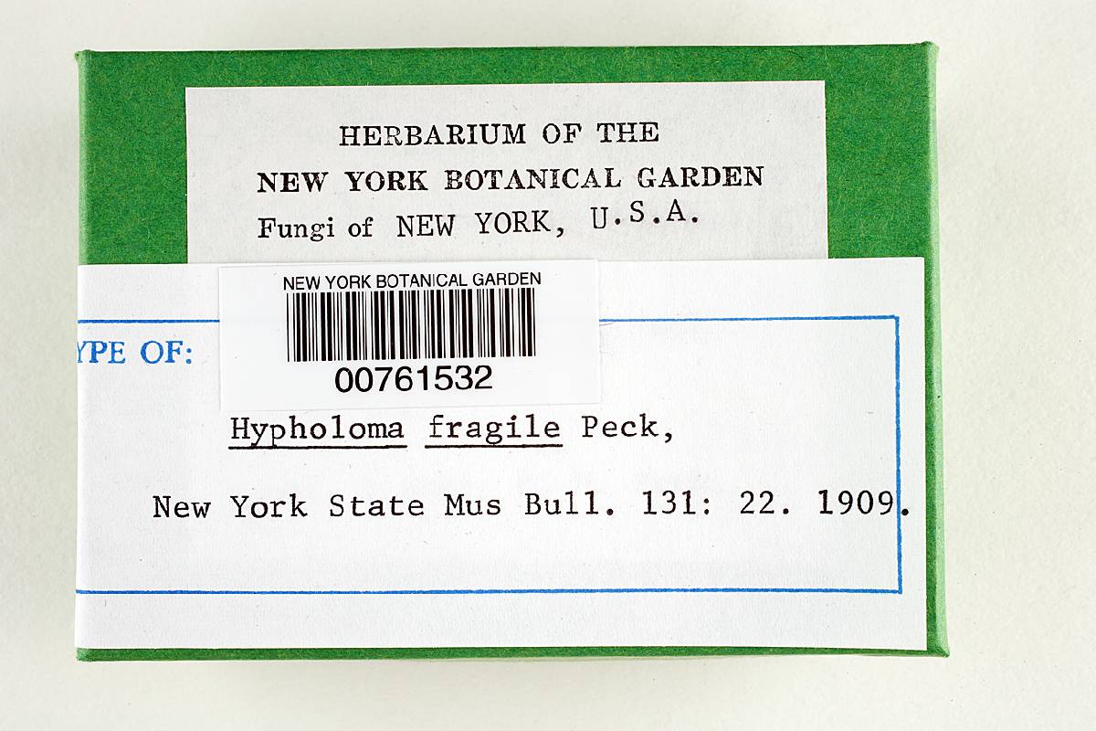 Hypholoma fragile image
